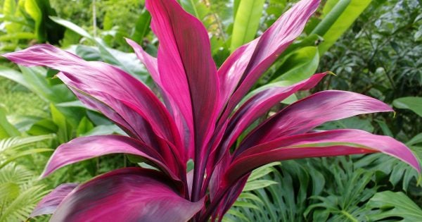 Vivid magenta-pink, lance-shaped ti plant leaves spiral outward from a central stem, surrounded by lush green tropical foliage in a garden.