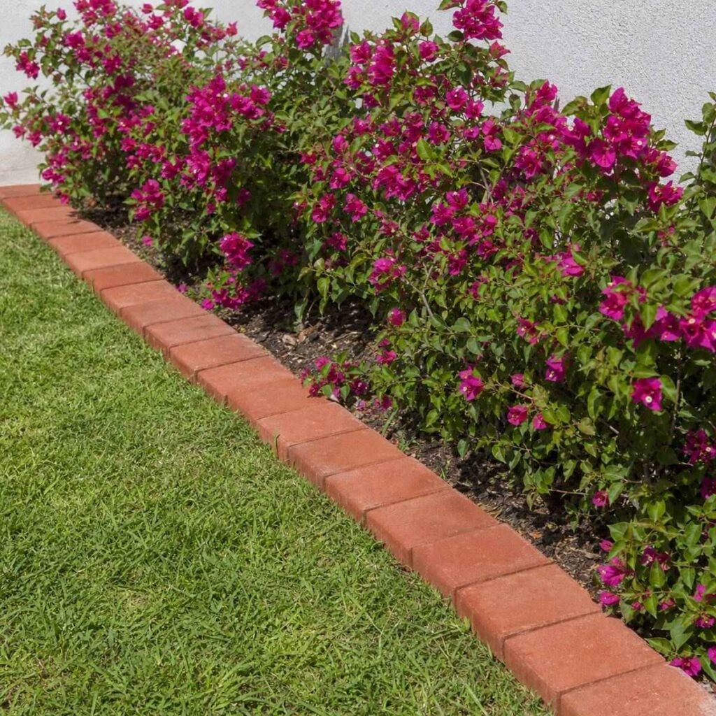 A curving row of red bricks edges a green lawn beside blooming magenta bougainvillea planted along a white house wall.