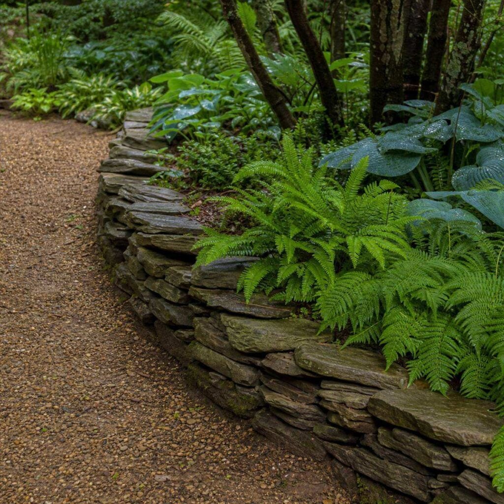 A curving dry-stacked stone wall of flat gray rocks edges a gravel path beside lush ferns and hostas in a shaded woodland garden.
