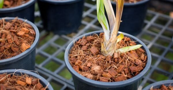 Black plastic pots filled with bark mulch hold young seedlings with browning leaves, arranged on a metal grid greenhouse bench.