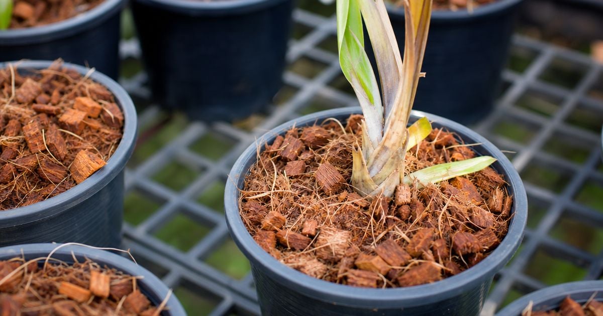 Black plastic pots filled with bark mulch hold young seedlings with browning leaves, arranged on a metal grid greenhouse bench.