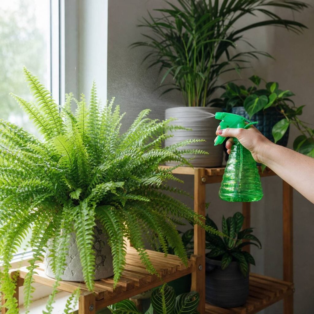 A hand mists a leafy Boston fern with a green spray bottle beside a wooden plant stand holding palms and houseplants near a sunny window.