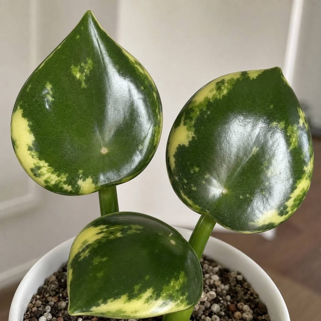 Three thick, glossy teardrop-shaped variegated peperomia leaves with cream-yellow edges rise from a white pot filled with chunky gritty potting mix.