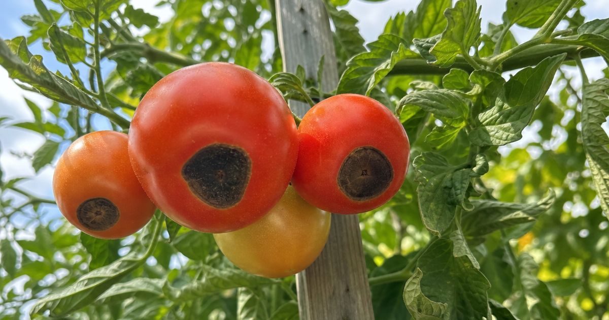 A cluster of red and yellow tomatoes on a staked plant shows sunken dark blossom end rot patches on the fruit bottoms, viewed from below.