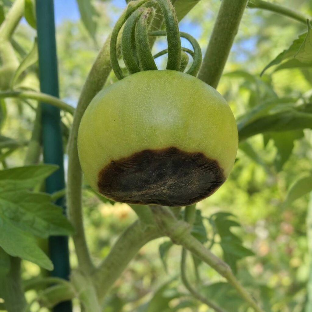 An unripe green tomato hangs on the vine, showing a sunken, leathery black patch of blossom end rot opposite its curling stem, with leaves and a stake blurred behind.