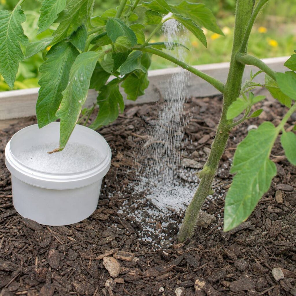 White granular crystals pour from above onto bark mulch beside a tomato plant stem, with an open tub of crystals resting nearby in a raised garden bed.
