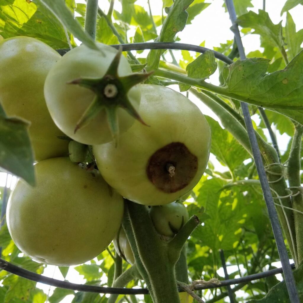 Cluster of pale green unripe tomatoes on a caged, backlit vine, one fruit showing a sunken dark brown blossom end rot spot opposite the stem.
