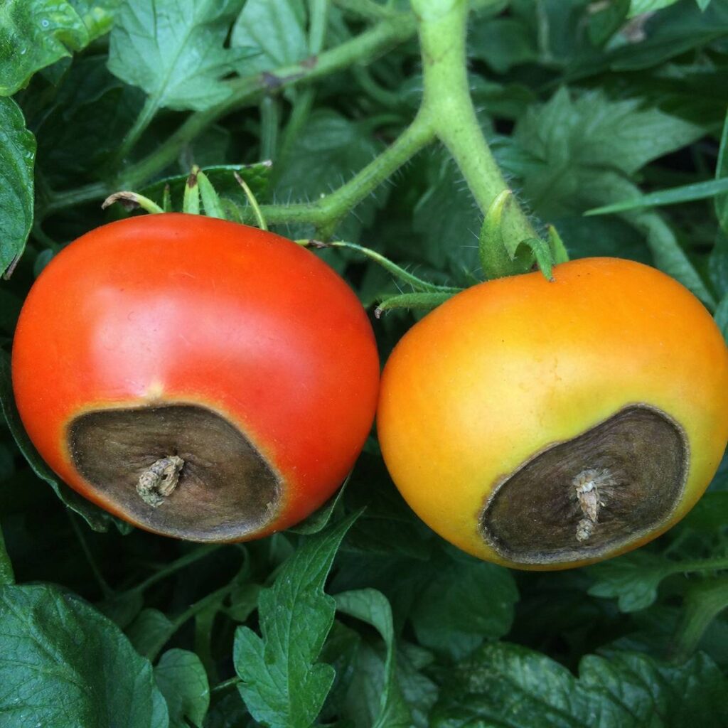 Two ripening tomatoes still on the vine show dark, sunken, leathery blossom end rot patches surrounded by lush green foliage in a garden setting.