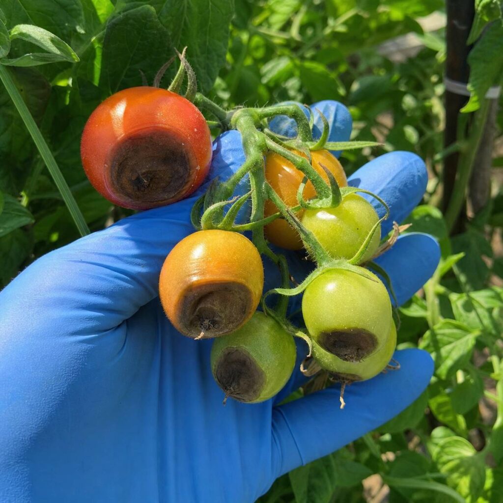 A blue-gloved hand cups a vine truss of red, orange and green tomatoes, each showing sunken dark brown blossom end rot patches, against leafy garden foliage.