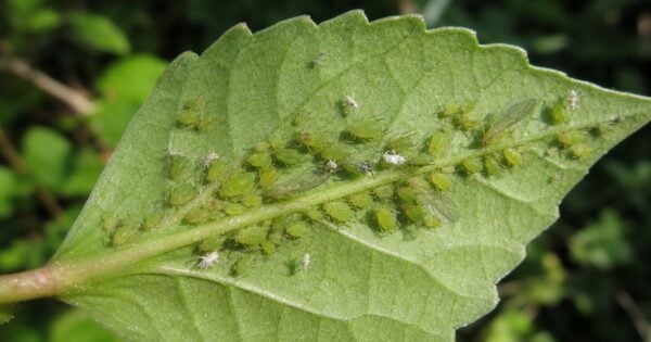 Small green aphids cluster along the tender stem and leaf veins of a hibiscus shoot, with a glossy sticky residue coating the foliage below.