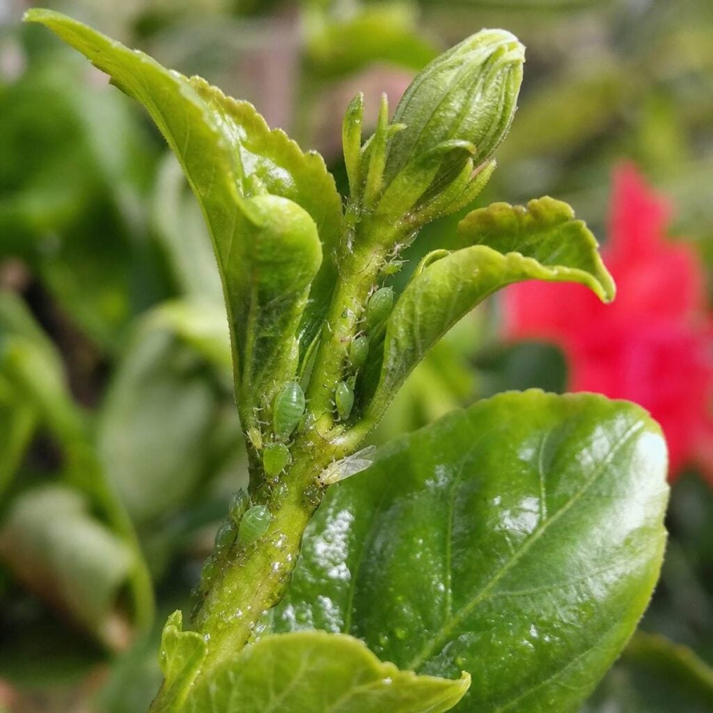 Small green aphids cluster along the tender stem and leaf veins of a hibiscus shoot, with a glossy sticky residue coating the foliage below.