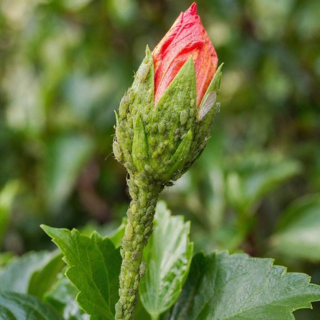 Clusters of tiny green aphids infest a reddish-orange hibiscus bud and its stem above toothed green leaves in a blurred garden setting.