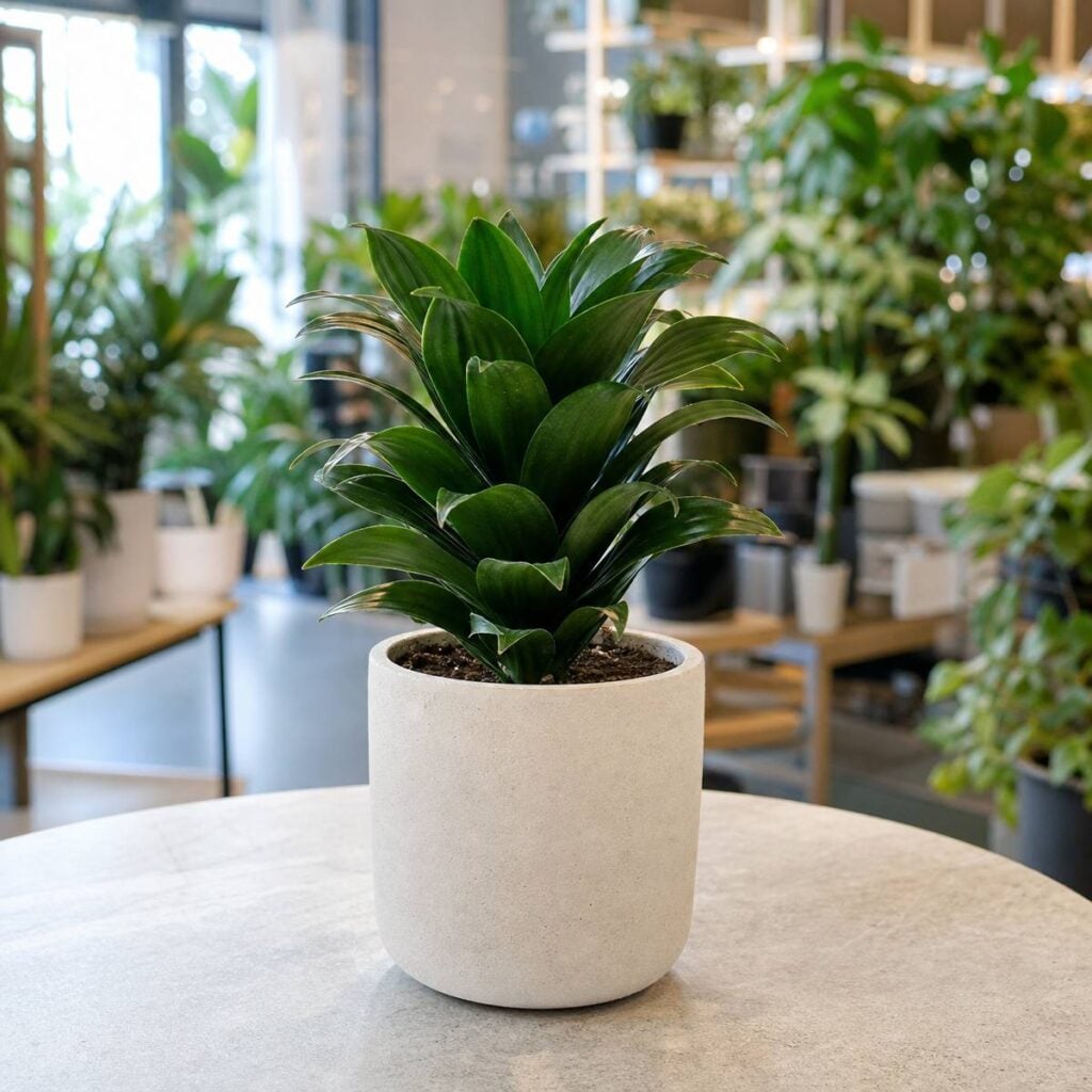 A dwarf Janet Craig dracaena with glossy dark green rosette leaves sits in a cream concrete pot on a pale table inside a sunlit plant shop.