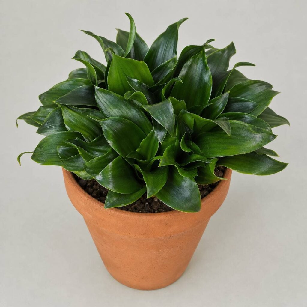 A compact dwarf Janet Craig dracaena with dense, glossy dark green whorled leaves grows in an unglazed terracotta pot against a plain light gray backdrop.