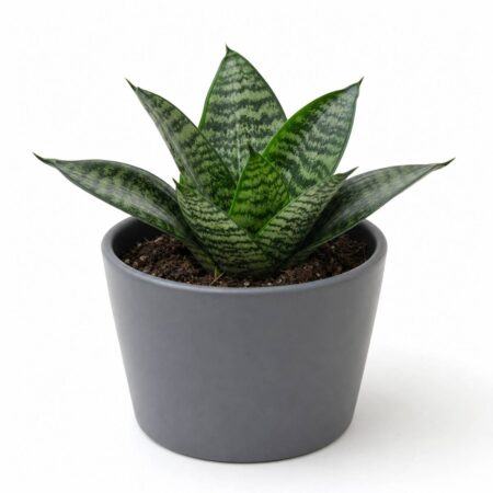A compact Bird's Nest snake plant with dark green, light-banded leaves grows in a gray ceramic pot against a plain white background.