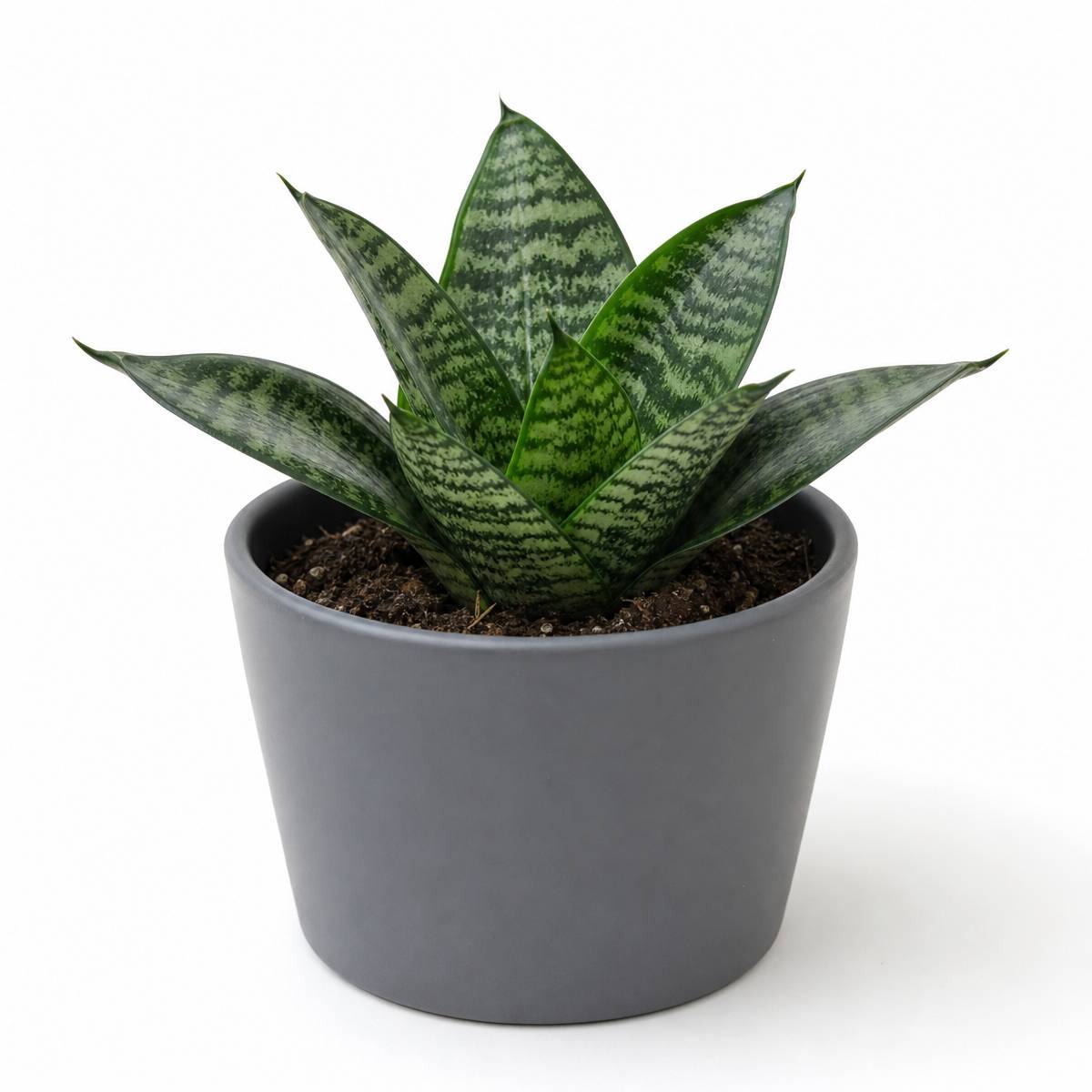 A compact Bird's Nest snake plant with dark green, light-banded leaves grows in a gray ceramic pot against a plain white background.