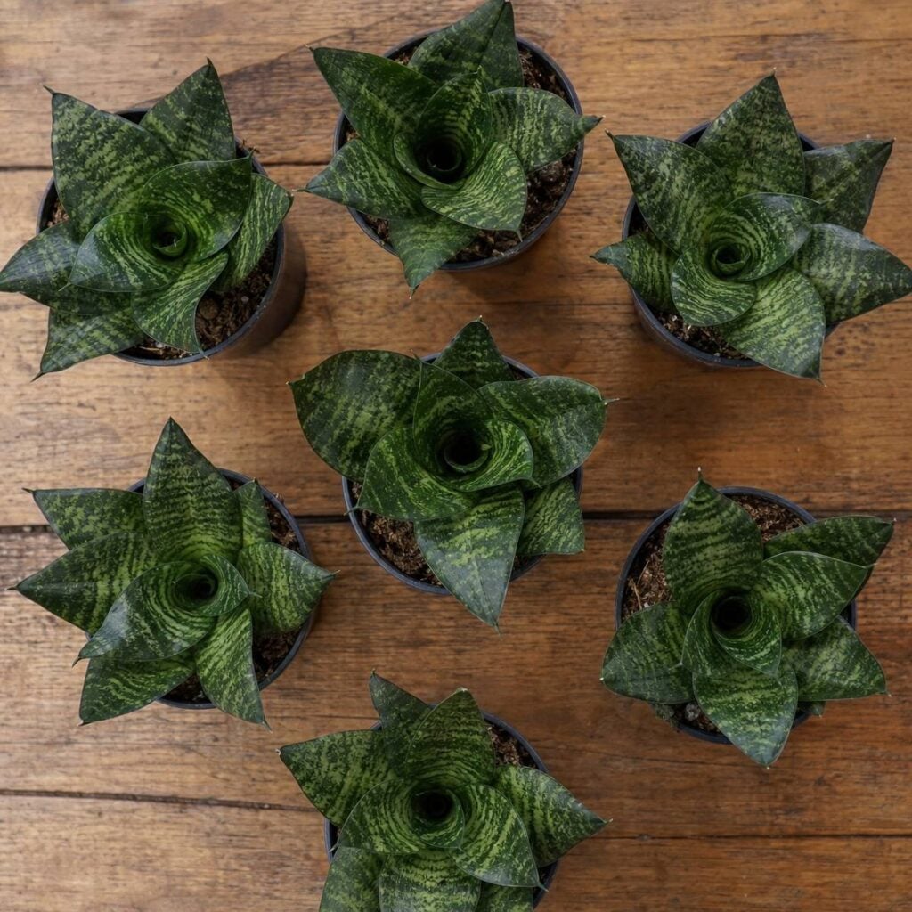 Seven potted bird's nest snake plant rosettes with mottled green leaves are arranged in a circular pattern on a wooden plank table, viewed from above.