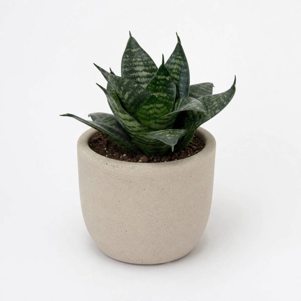 A compact rosette of dark green, mottled snake plant leaves grows from a beige concrete pot set against a plain white background.