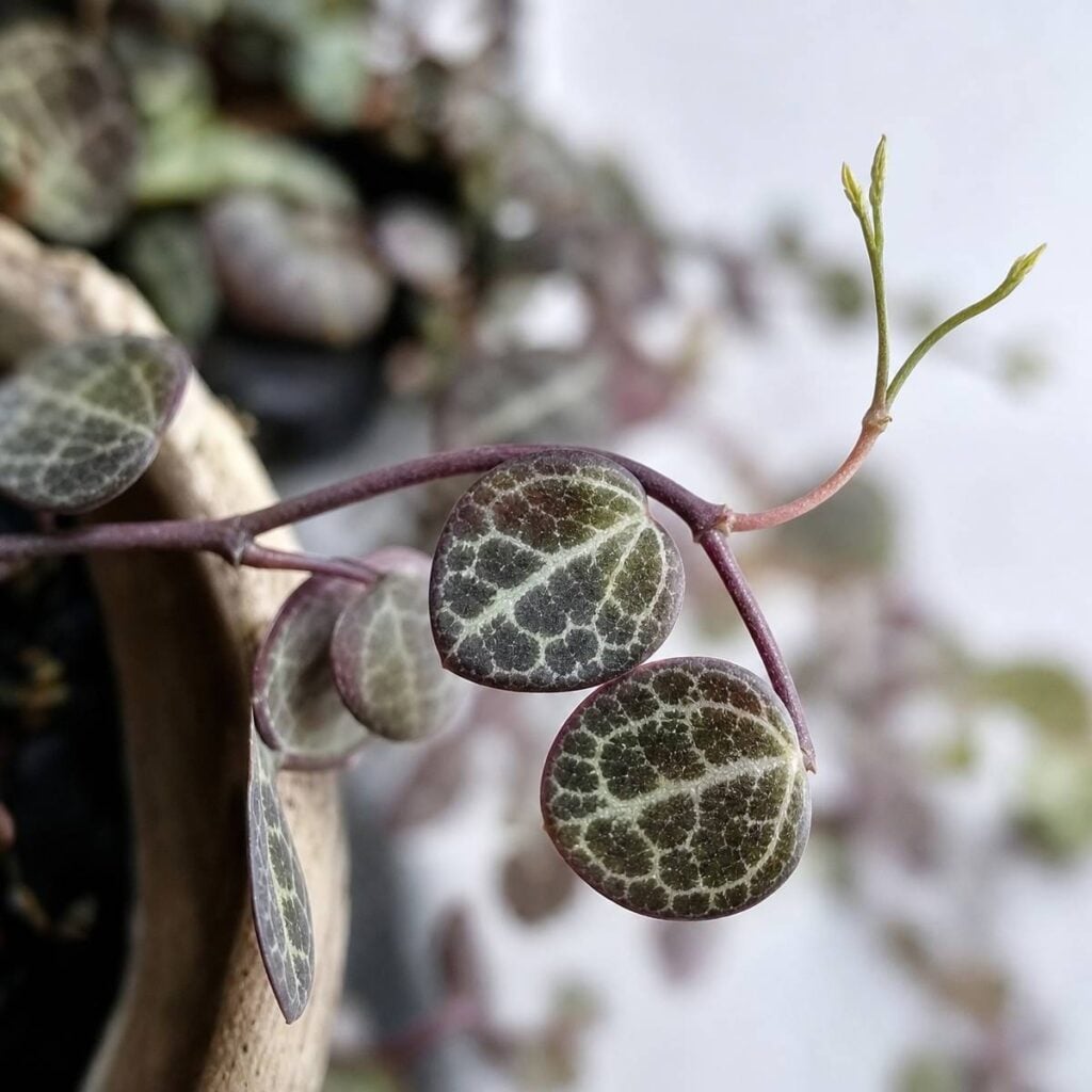 A trailing string of turtles stem with round, silver-veined dark green leaves and a slender forked flower spike droops over a ceramic pot's rim.