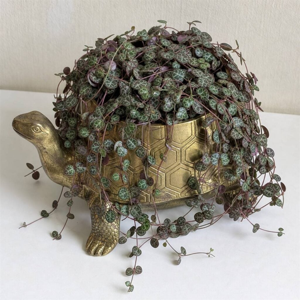 A trailing string of turtles plant with silvery-veined leaves spills over a brass turtle-shaped planter on a white table against a cream wall.
