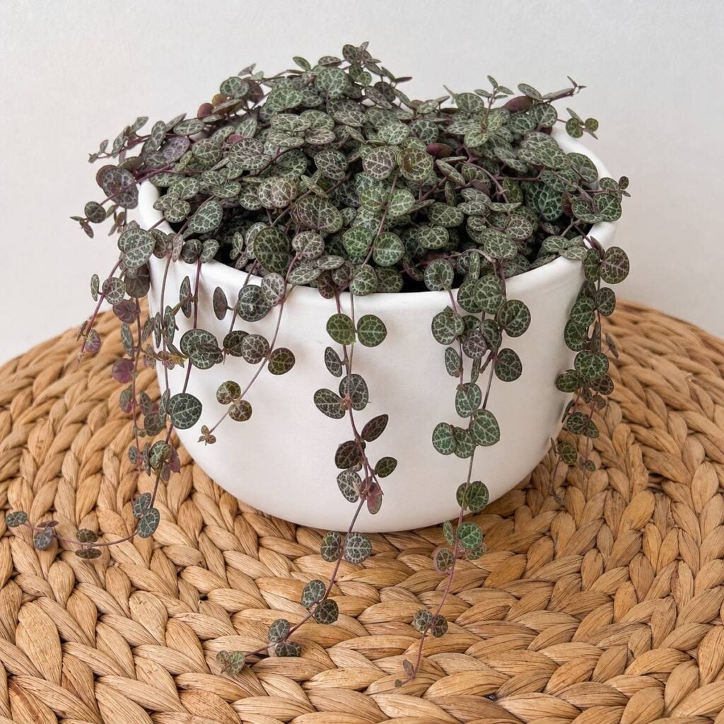 A trailing string of turtles plant with silvery-patterned round leaves spills over a white ceramic pot set on a woven seagrass mat against a plain wall.
