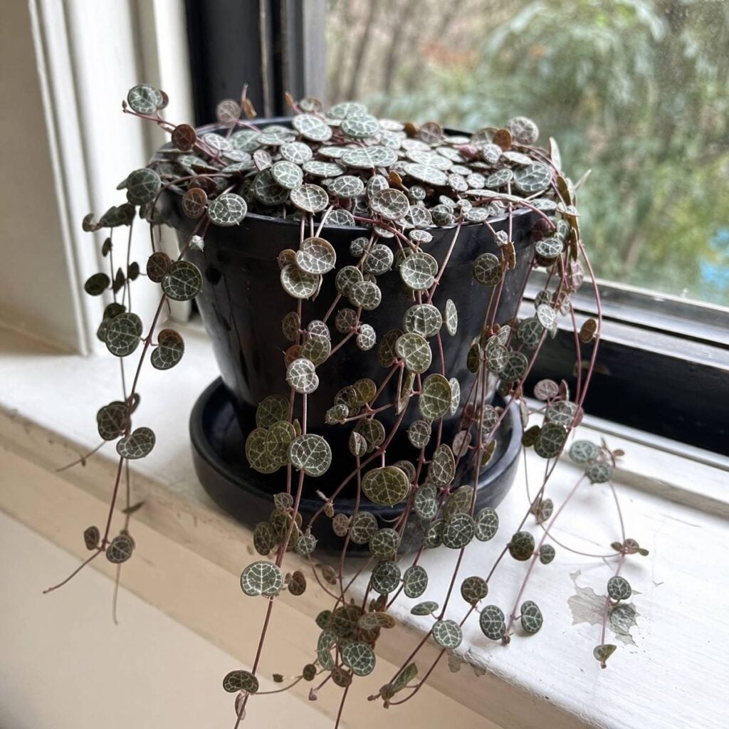A trailing string of turtles peperomia with silvery-veined round leaves cascades over a black pot's edge onto a white windowsill with trees visible outside.