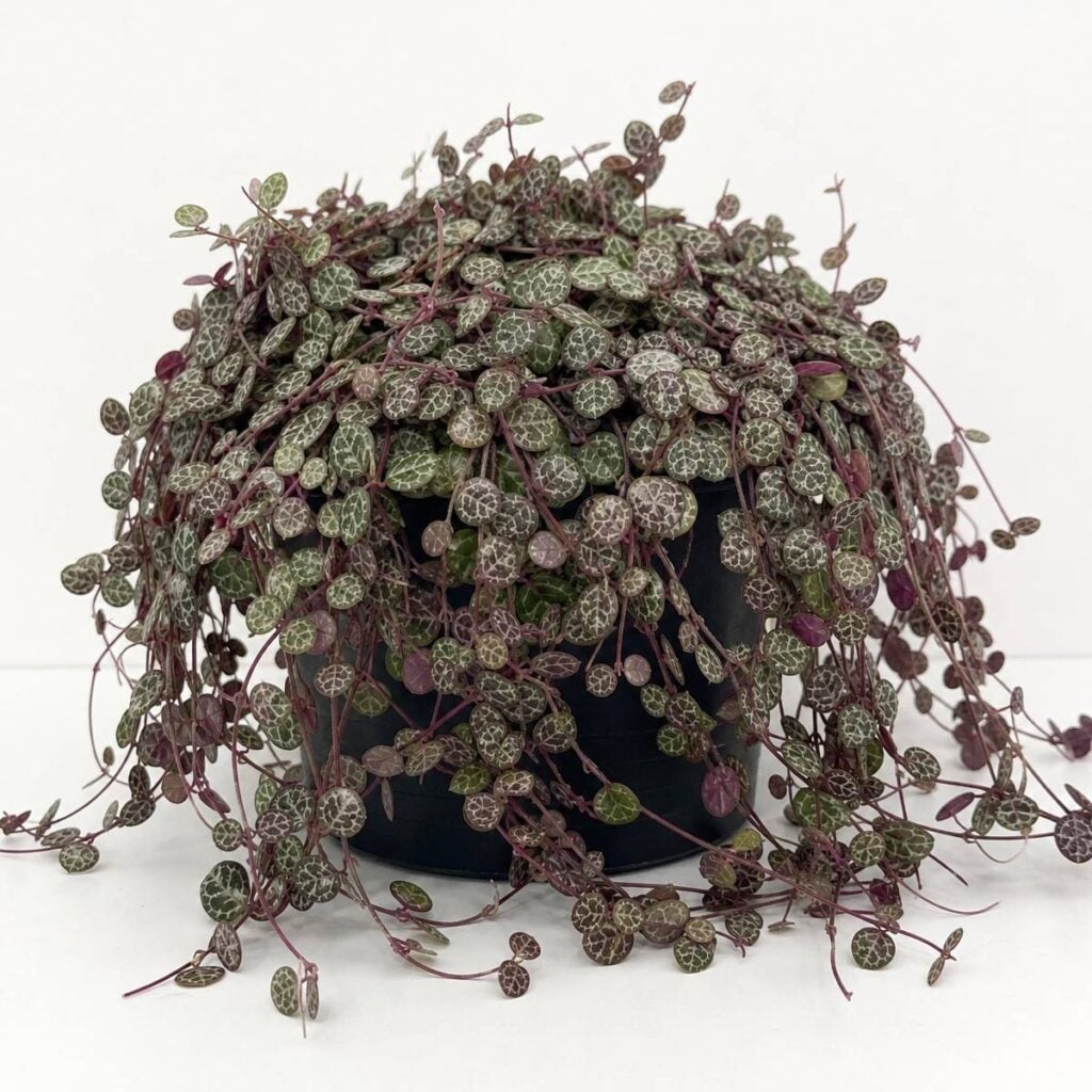 A dense string of turtles peperomia with trailing reddish stems and silver-veined coin-shaped leaves cascades over a black nursery pot against a plain white backdrop.