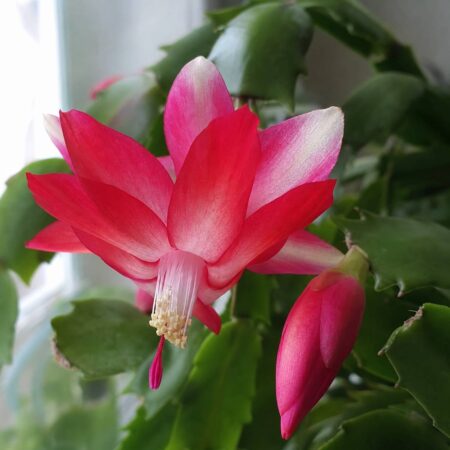 A pink-red Christmas cactus flower with pale-tipped petals blooms beside an unopened bud among green scalloped leaf segments near a bright window.