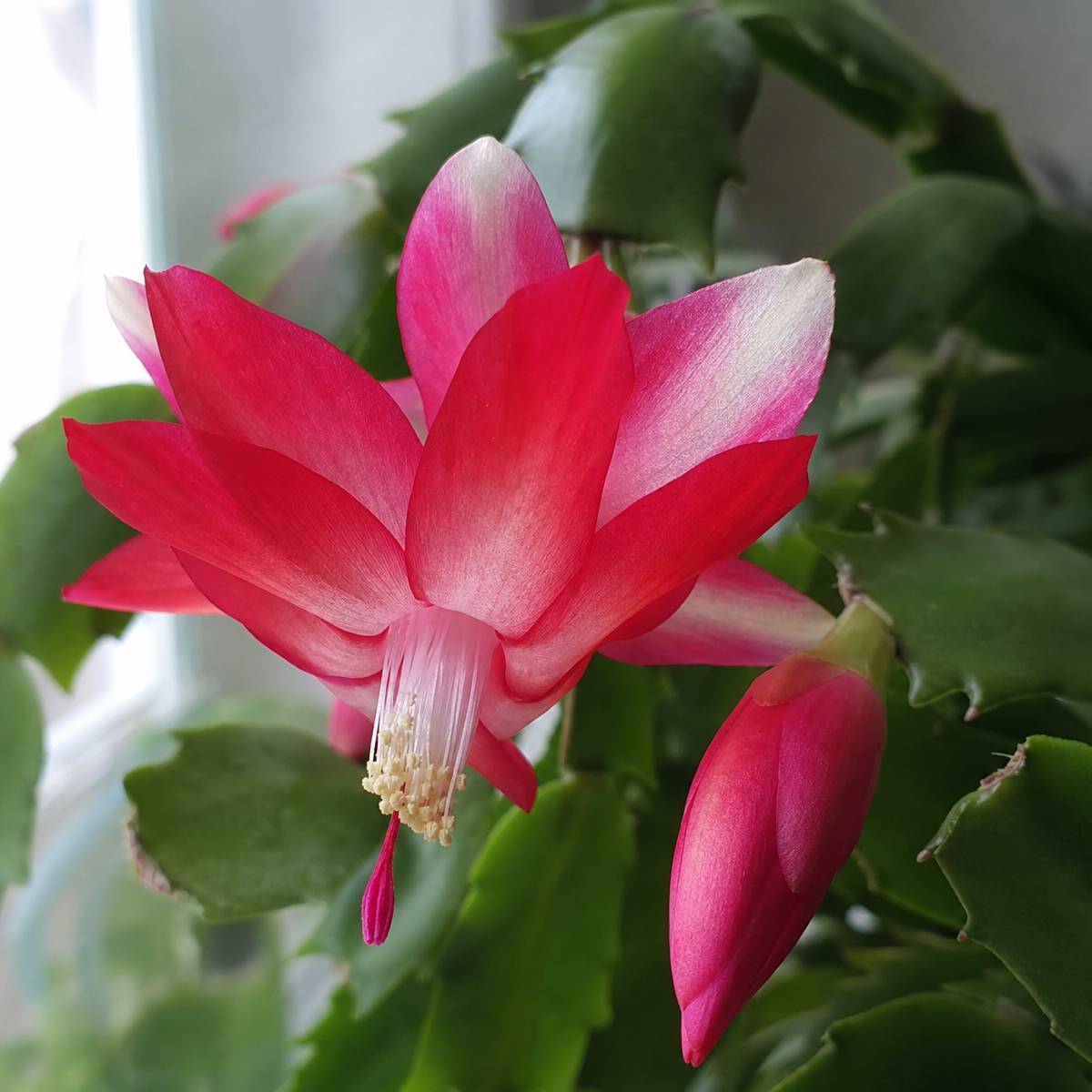 A pink-red Christmas cactus flower with pale-tipped petals blooms beside an unopened bud among green scalloped leaf segments near a bright window.