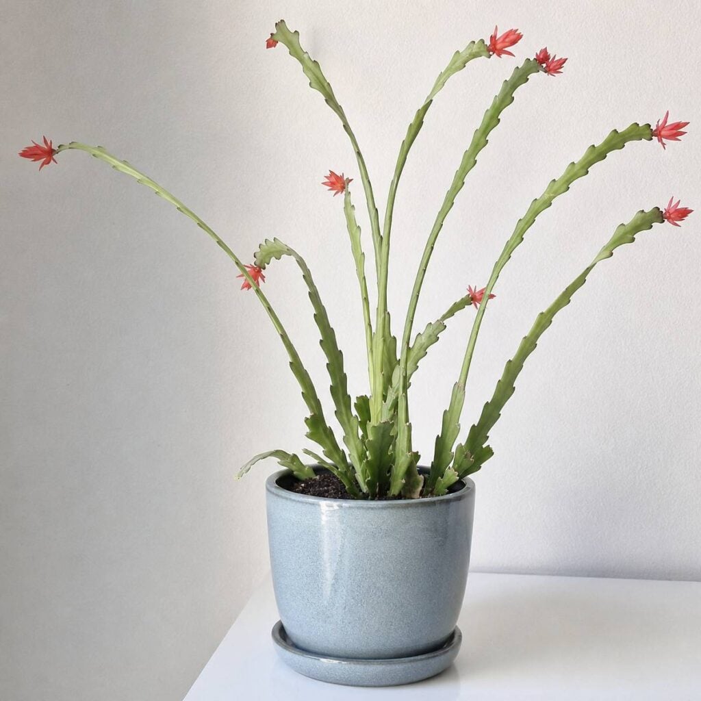 A potted Christmas cactus with long, arching notched stems tipped with red star-shaped blooms sits in a blue-gray ceramic pot on a white surface.