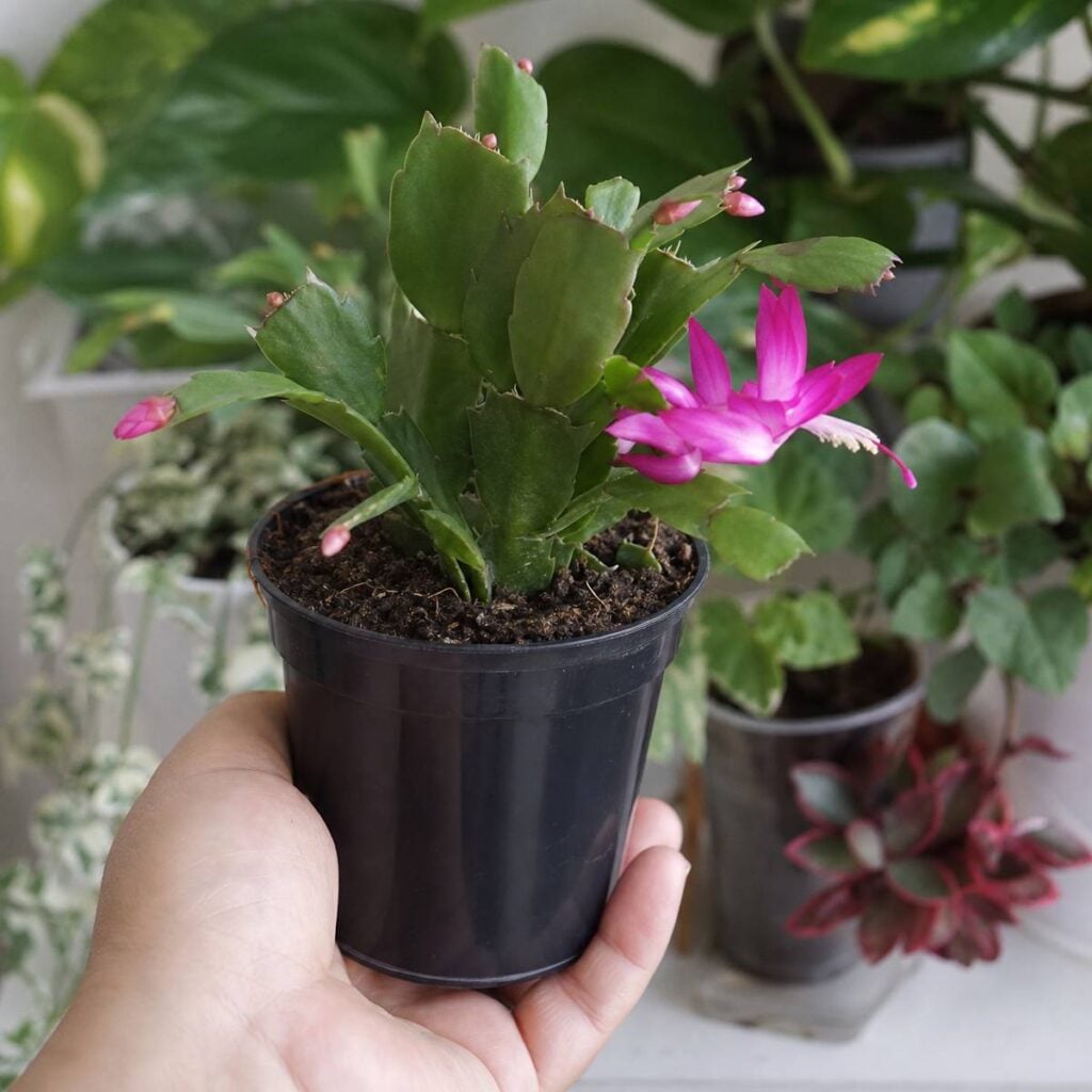 A hand holds a small black nursery pot containing a segmented Christmas cactus with one open pink bloom, surrounded by blurred houseplants in the background.
