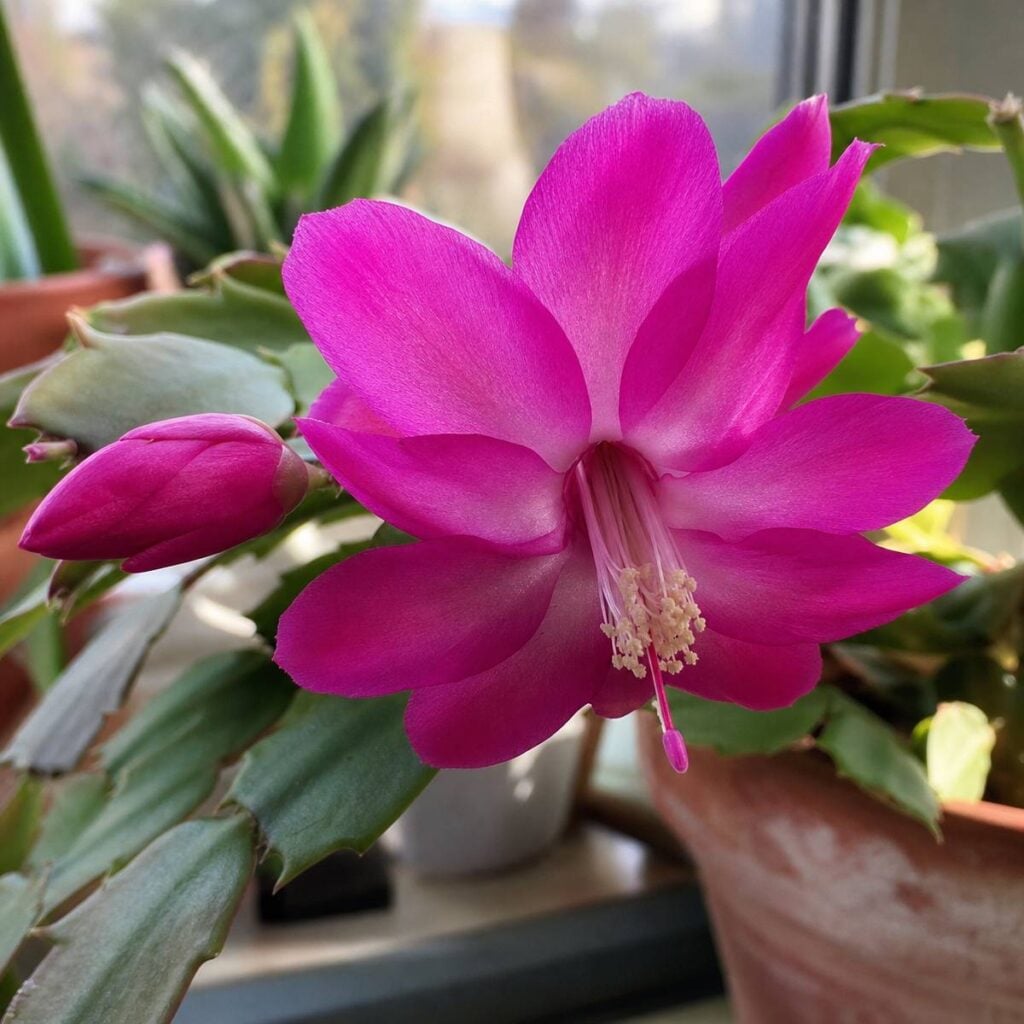 A vivid magenta Christmas cactus flower blooms fully open beside an unopened bud, flanked by segmented leaves and blurred potted plants near a windowsill.