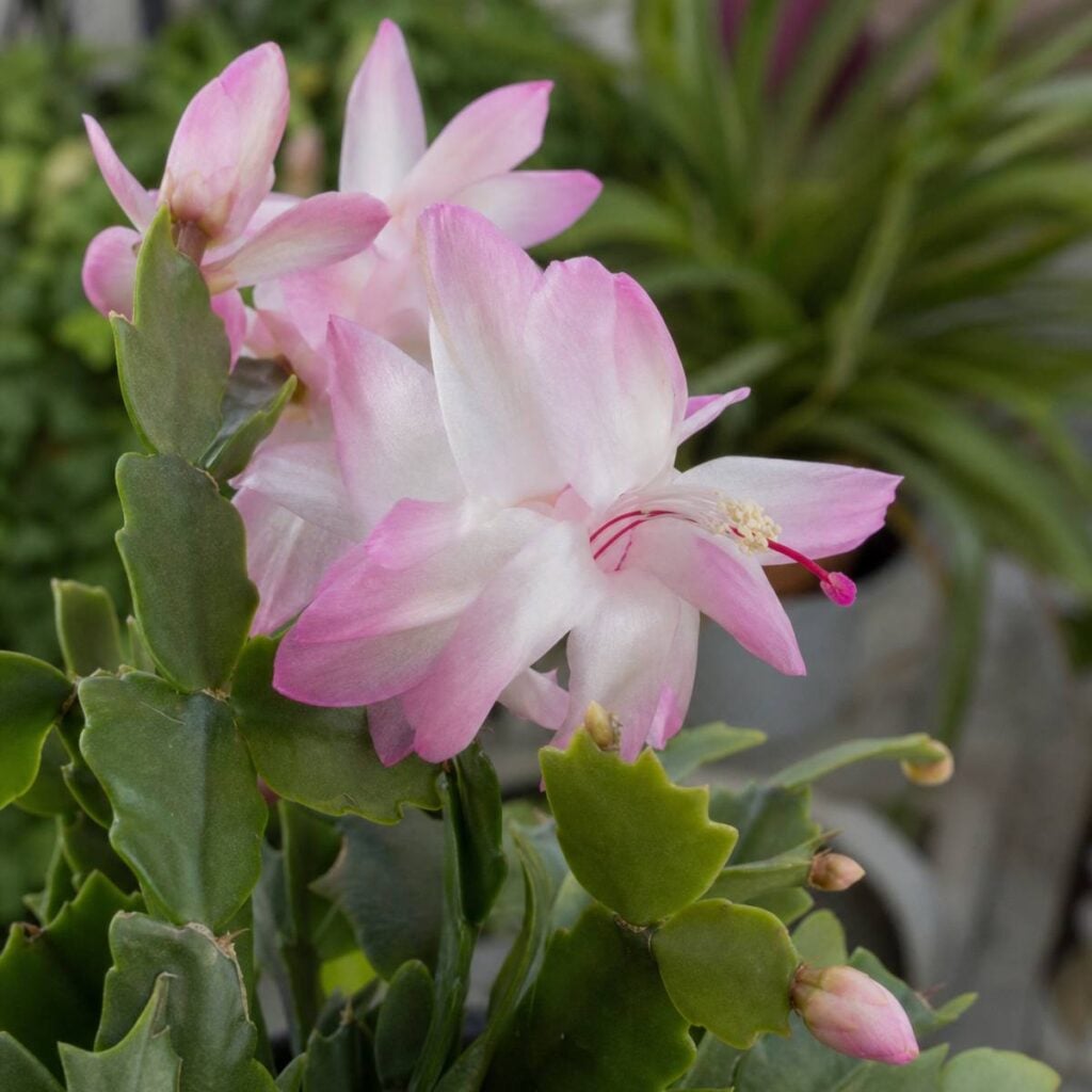 Delicate pale pink and white Christmas cactus blooms with slender pink stamens emerge among green scalloped stem segments and unopened buds.
