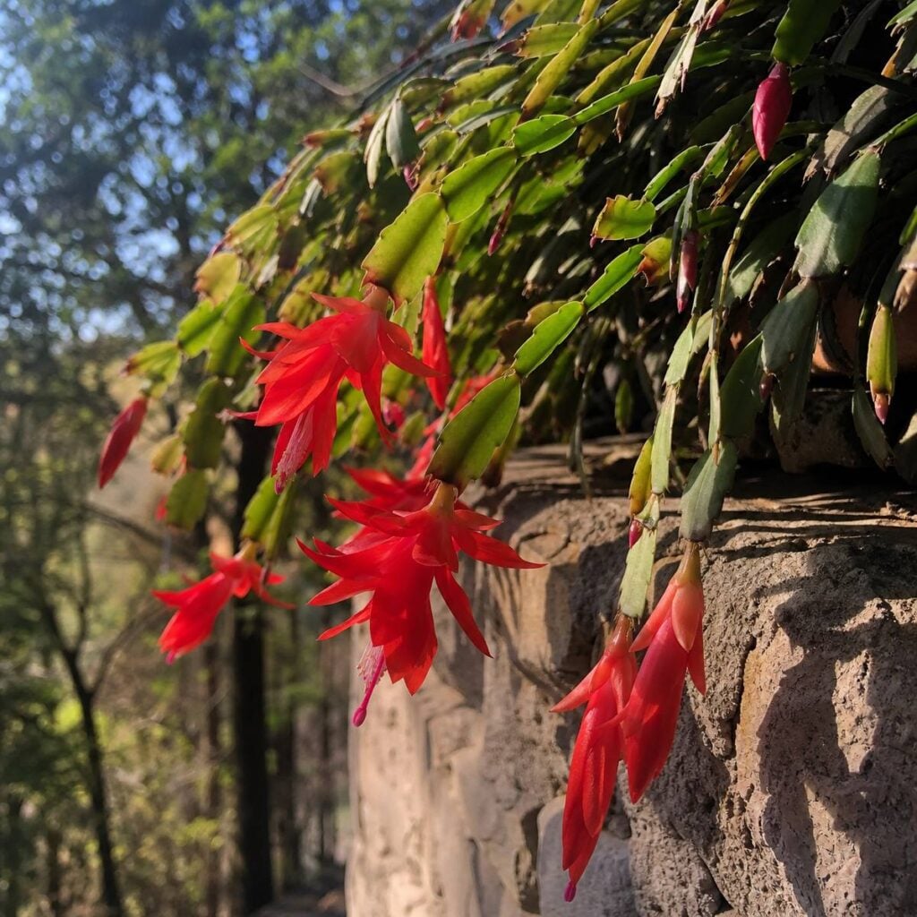 Bright red tubular flowers dangle from segmented green cactus stems draped over a rustic stone ledge, with blurred forest trees in the background.