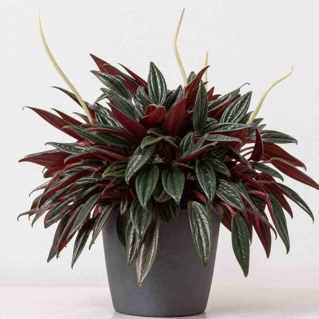 A full, glossy-leaved Peperomia Rosso with ridged dark green and burgundy-red foliage grows in a dark grey pot, featuring slender curving cream flower spikes against a plain background.