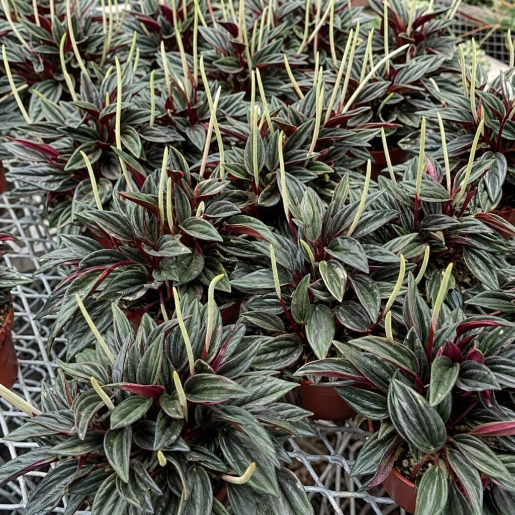 Multiple potted peperomia plants with dark ridged green leaves and red undersides sit close together on a wire greenhouse bench with thin upright flower spikes.