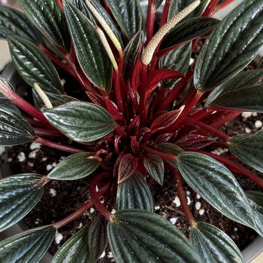 A potted Peperomia 'Rosso' viewed from above shows a rosette of ridged dark green leaves on bright red stalks, with pale emerging flower spikes.
