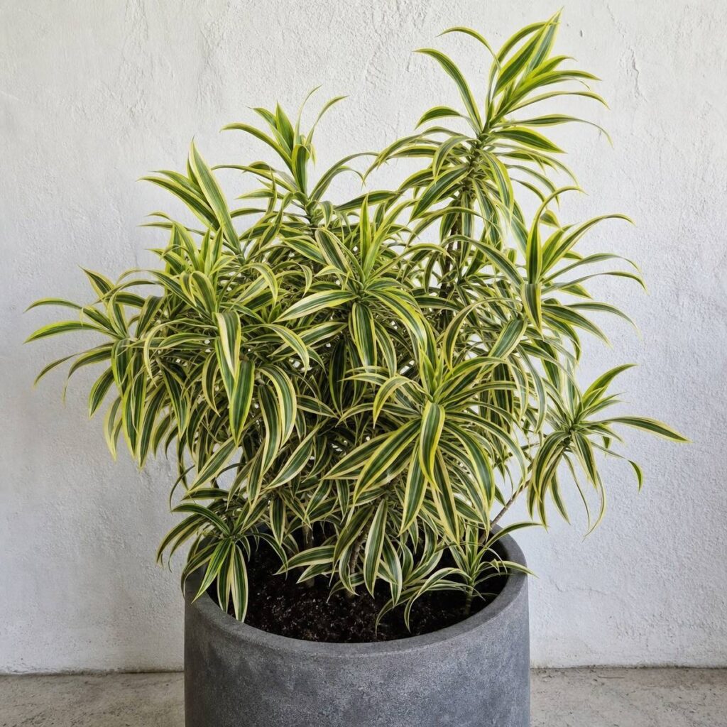 A bushy variegated dracaena with narrow yellow-and-green striped leaves grows in dark potting mix inside a round grey concrete pot against a white textured wall.