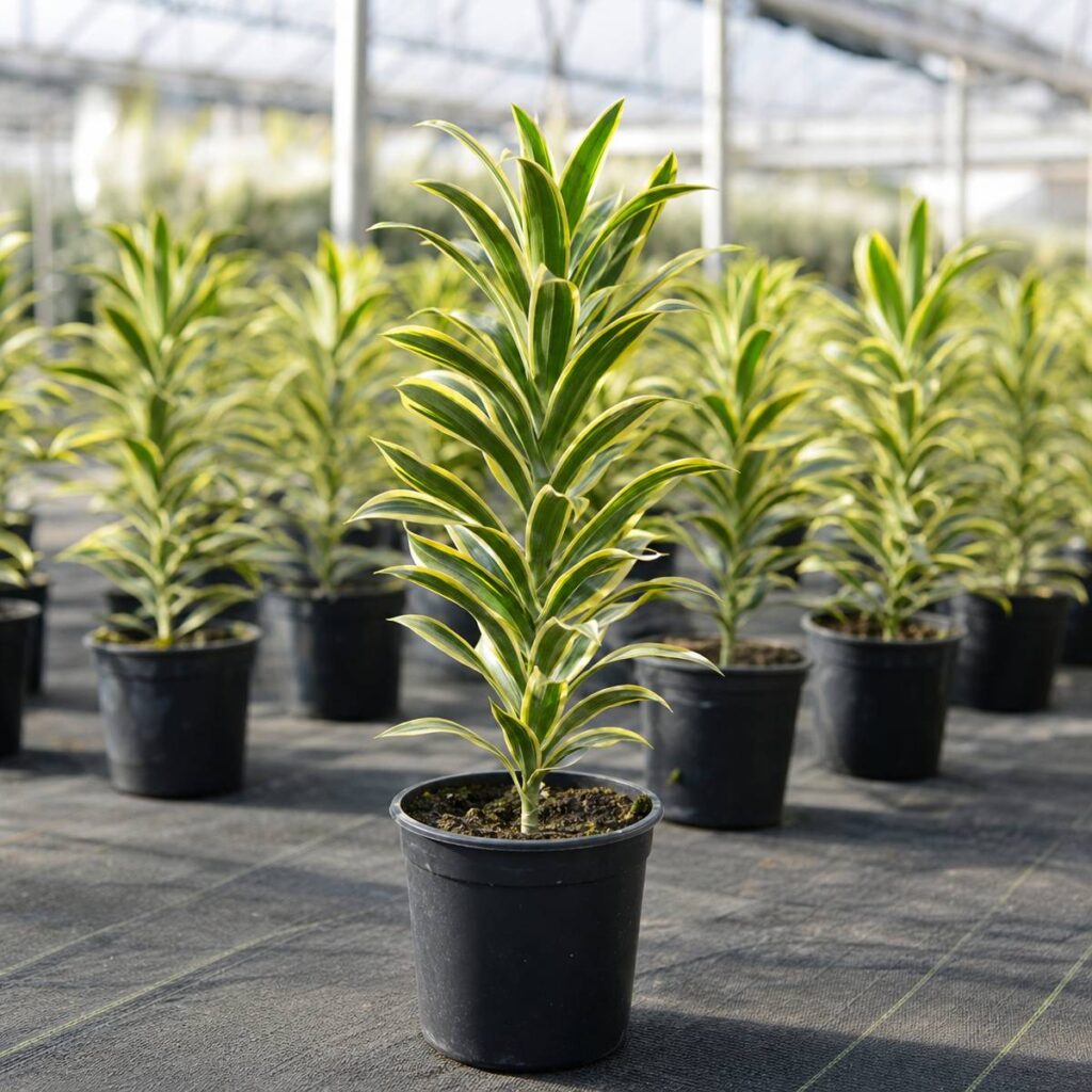 Rows of potted dracaena plants with green and yellow striped leaves stand on dark fabric flooring inside a bright, sunlit greenhouse.