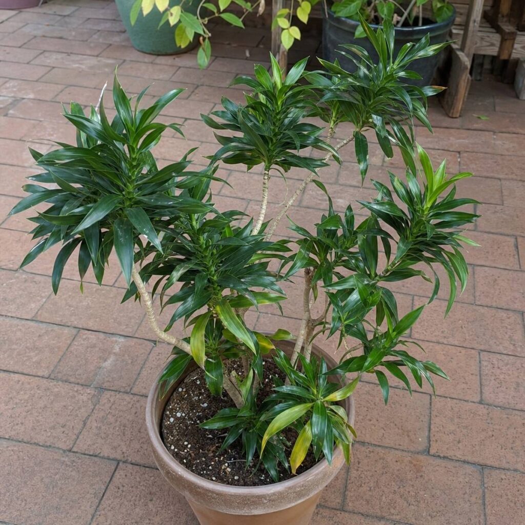 A potted Dracaena reflexa with several leaning stems and dense spirals of narrow dark leaves, some lower ones yellowing, sits on a brick patio.