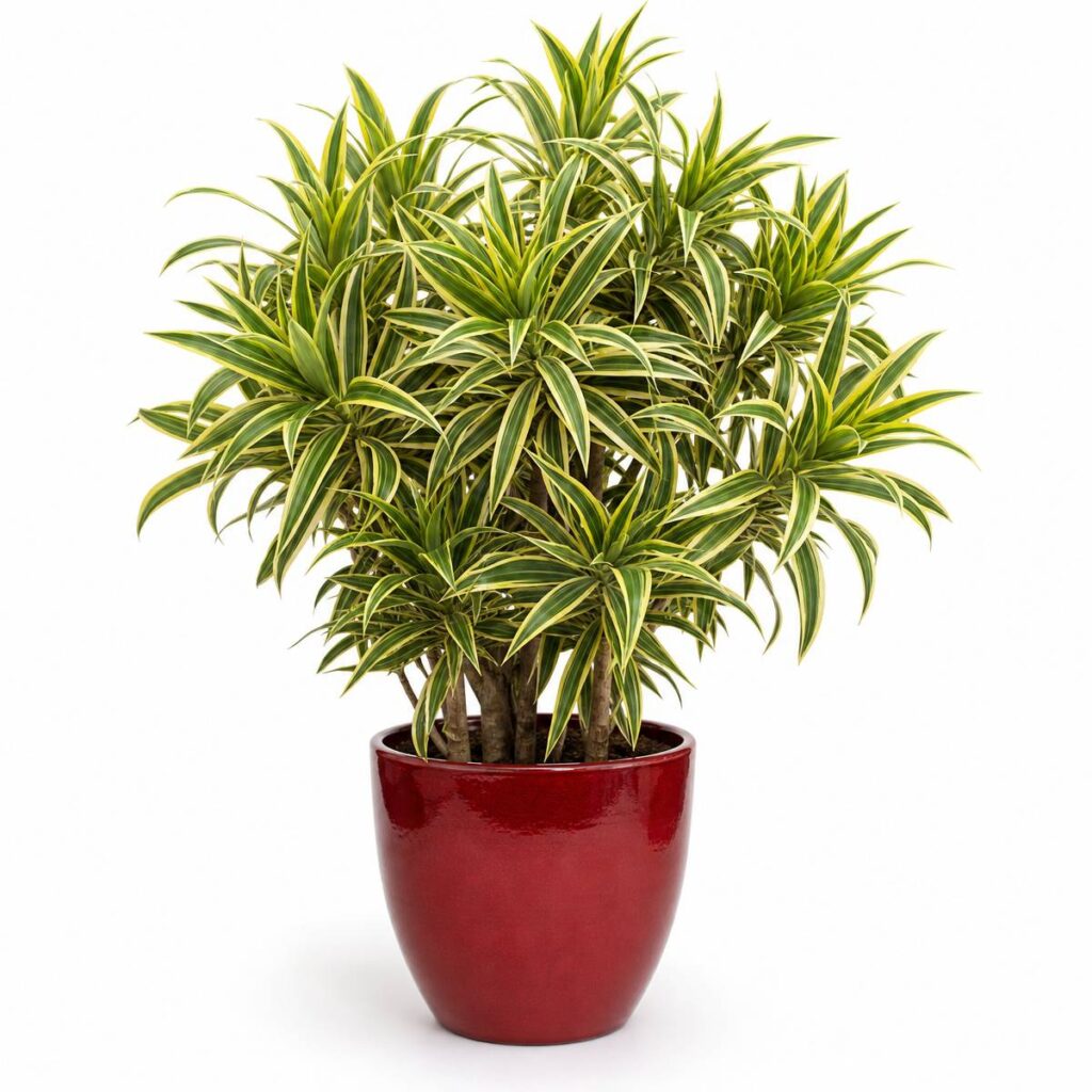 A bushy Song of India dracaena with multiple branching stems and yellow-striped green leaves sits in a glossy red ceramic pot against a plain white background.
