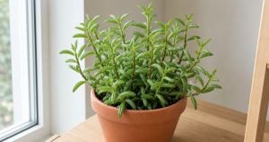 Pincushion Peperomia Care: Tips On Growing Peperomia Ferreyrae