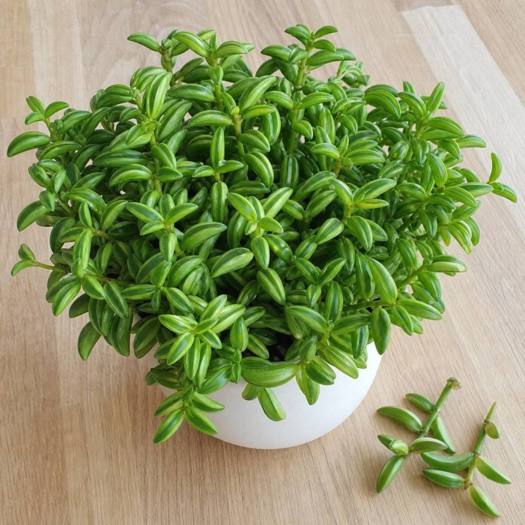 A bushy pincushion peperomia with narrow, striped, fleshy leaves fills a round white pot on a light wooden table, with two leafy stem cuttings lying beside it.