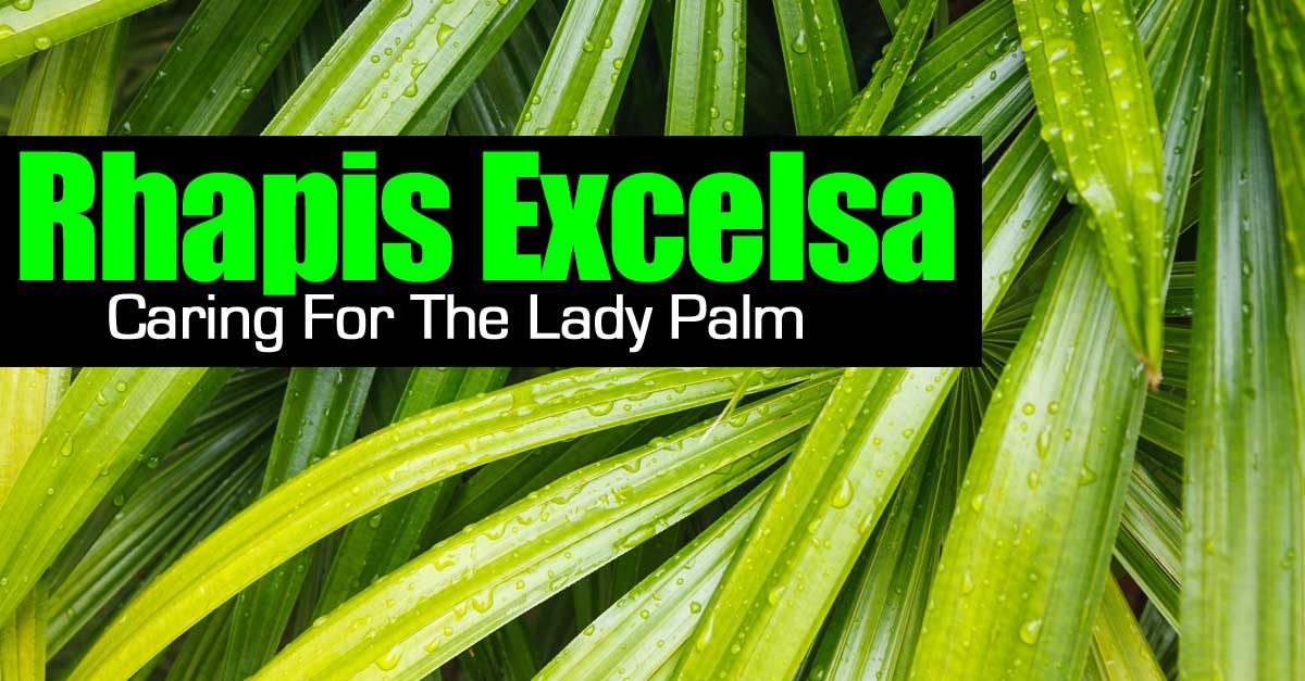 rhapis-excelsa-103114