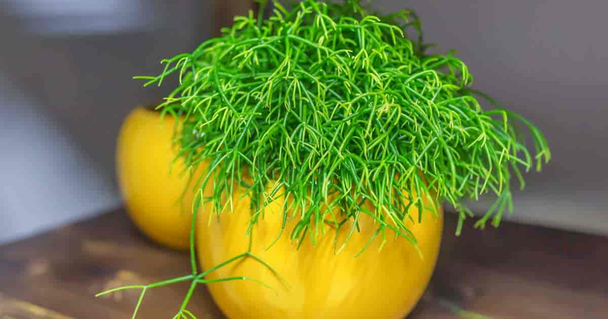 Rhipsalis kaktusplante Mistelten