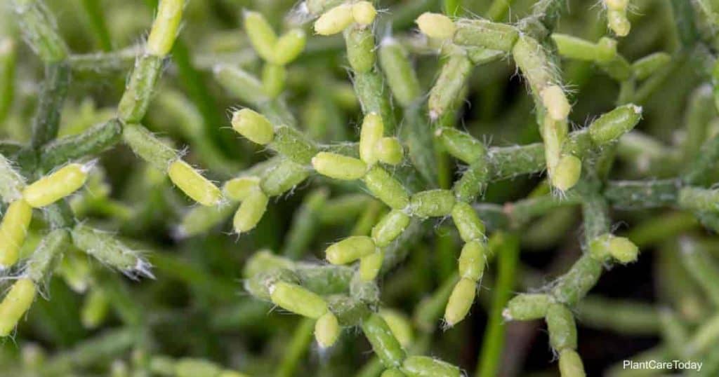 Rhipsalis cereuscula