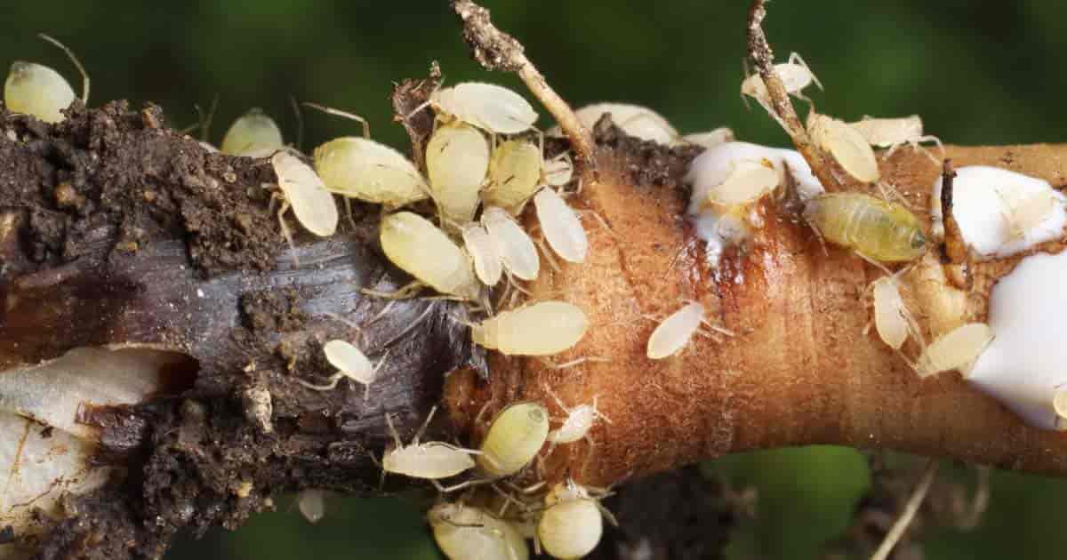 Cerca de pulgones alimentándose de raíces