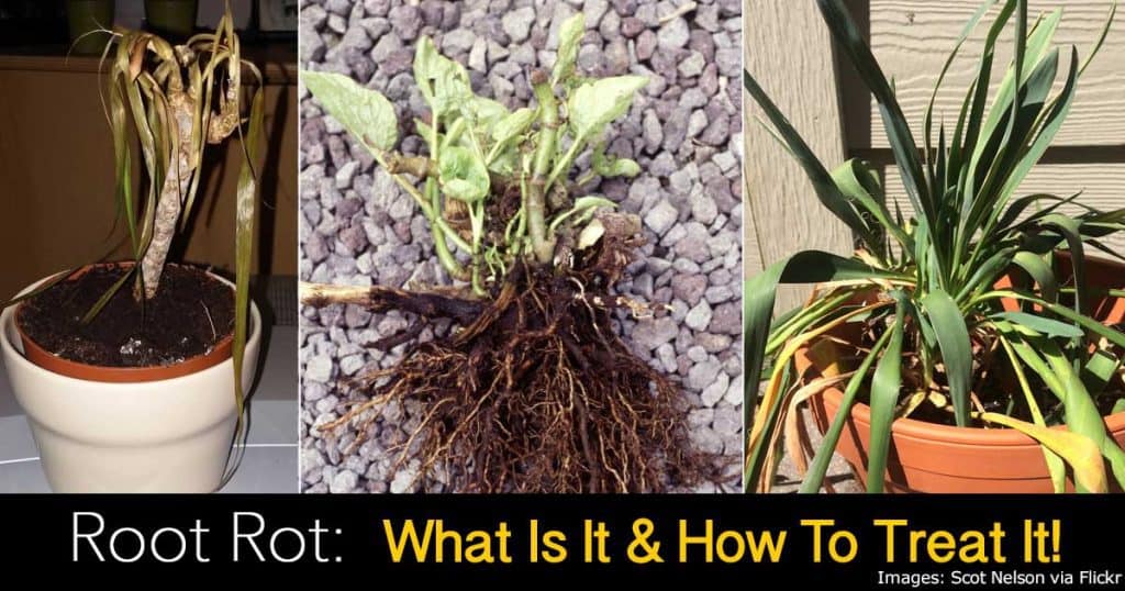 Root Rot Treatment How To Fix Root Rot Causes & Symptoms