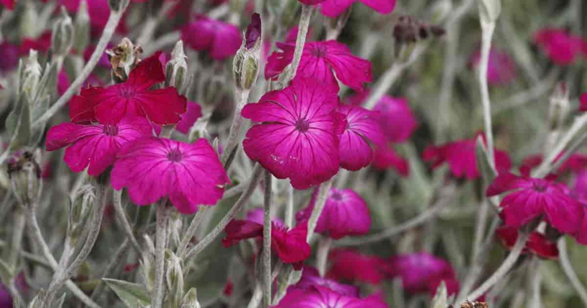 Flowers of Lychnis Coronaria up close