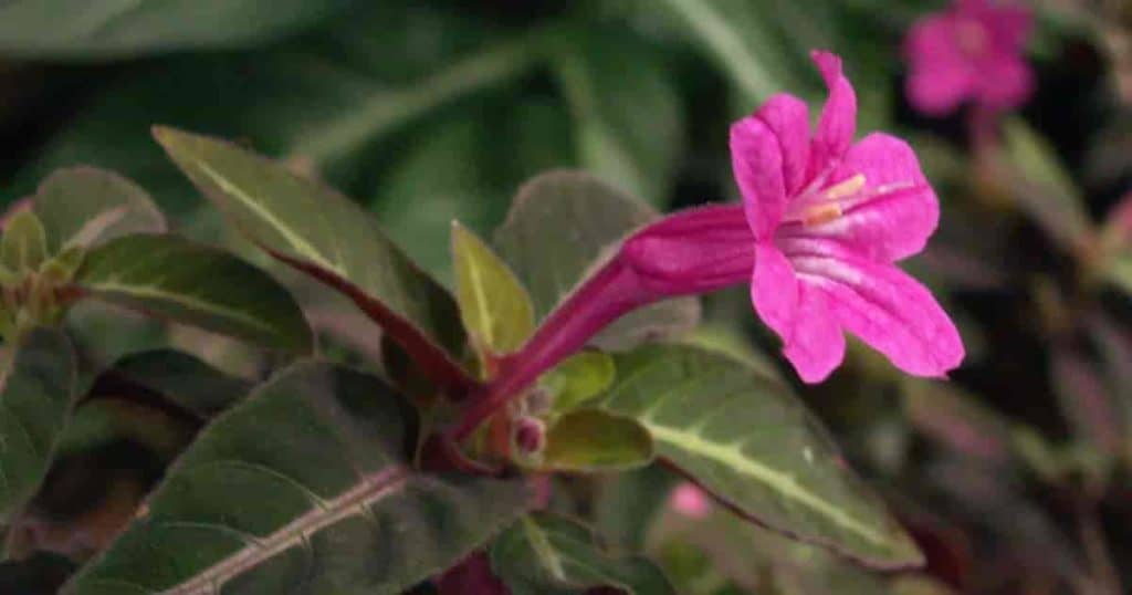 Ruellia (monkey plant)